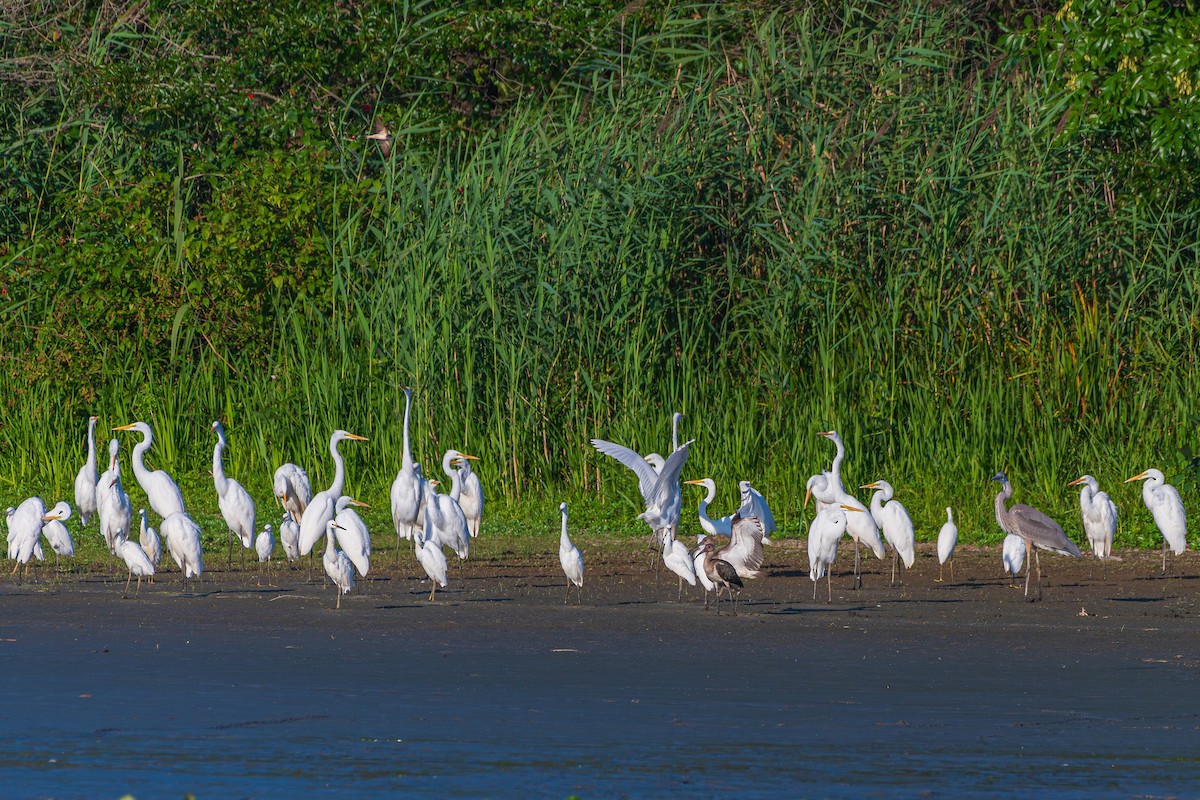 White Ibis - ML622614128