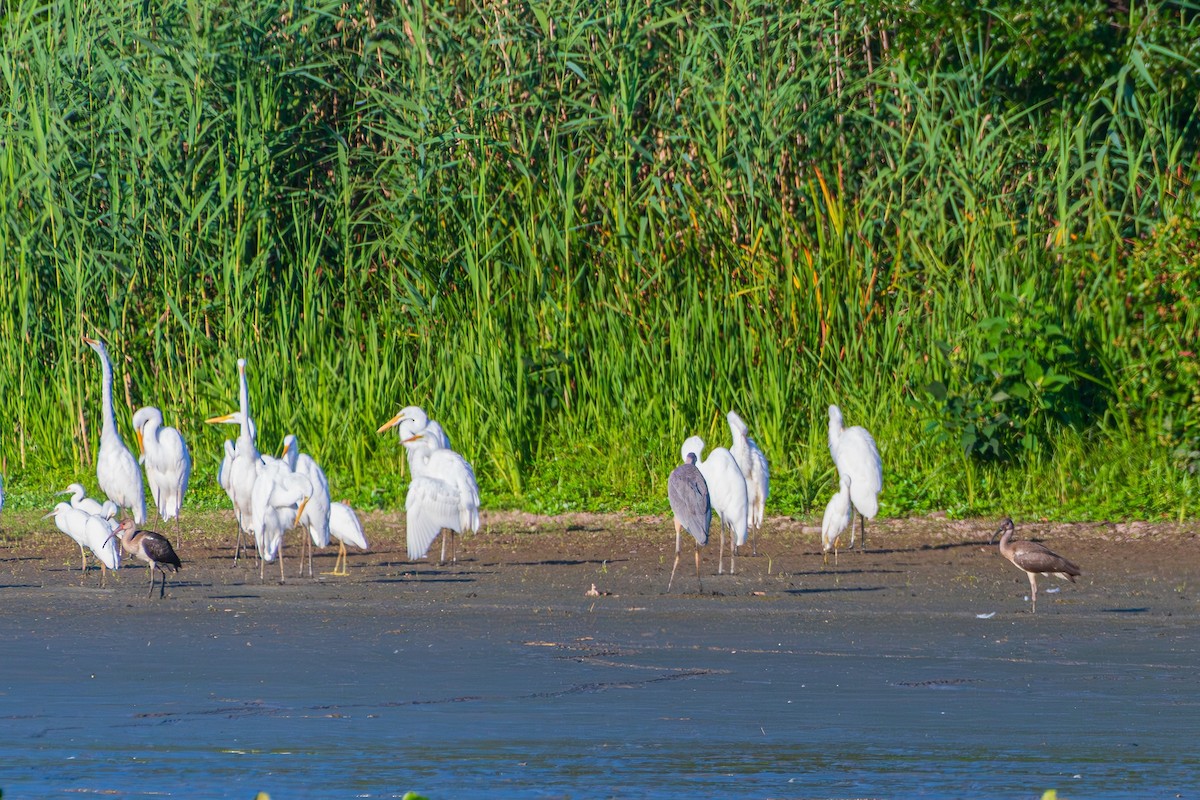 White Ibis - ML622614129