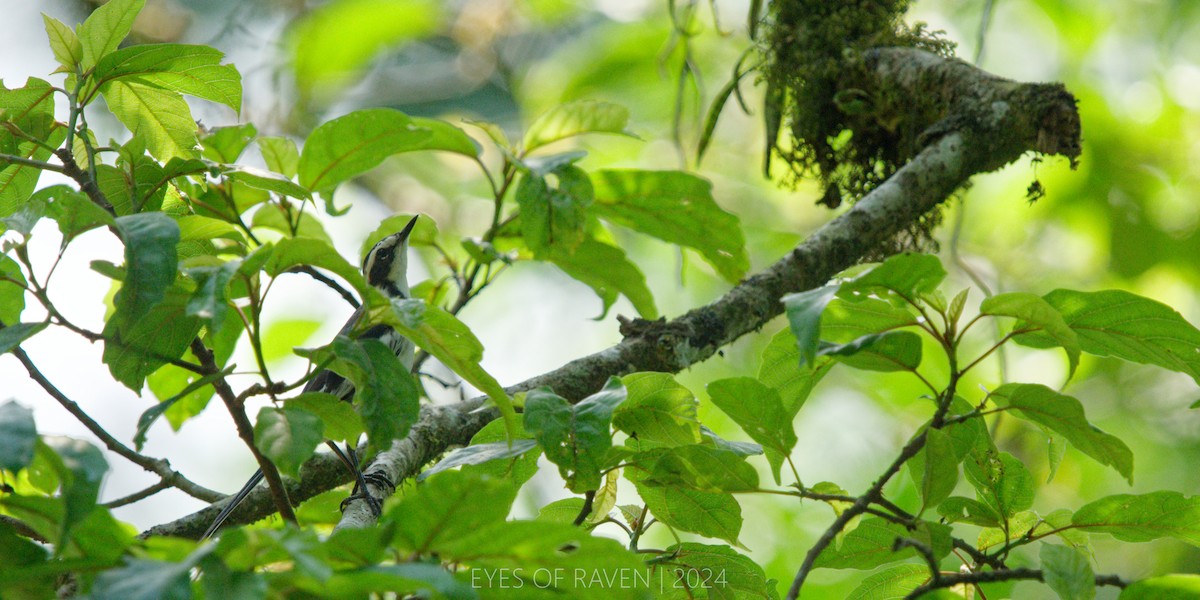 African Pied Wagtail - ML622614130