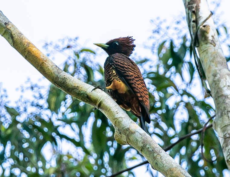 Waved Woodpecker - ML622614167