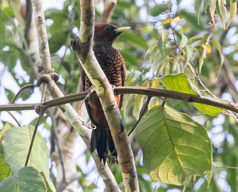 Waved Woodpecker - ML622614177