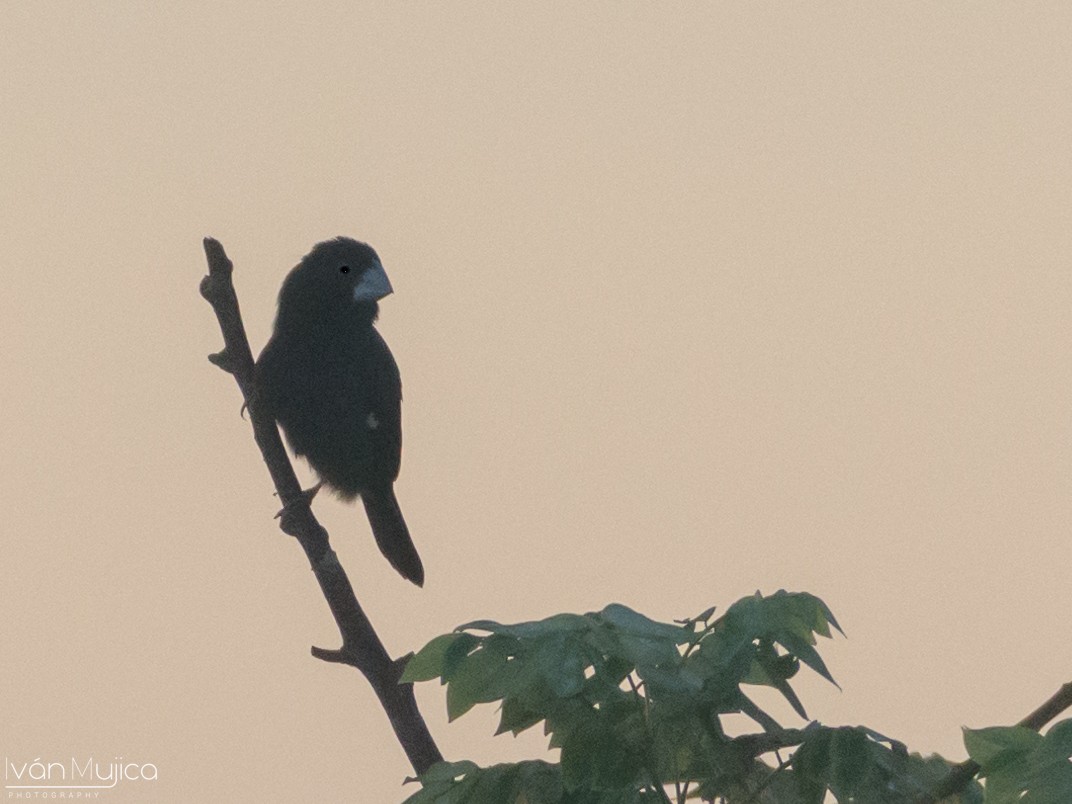 Large-billed Seed-Finch - ML622614253