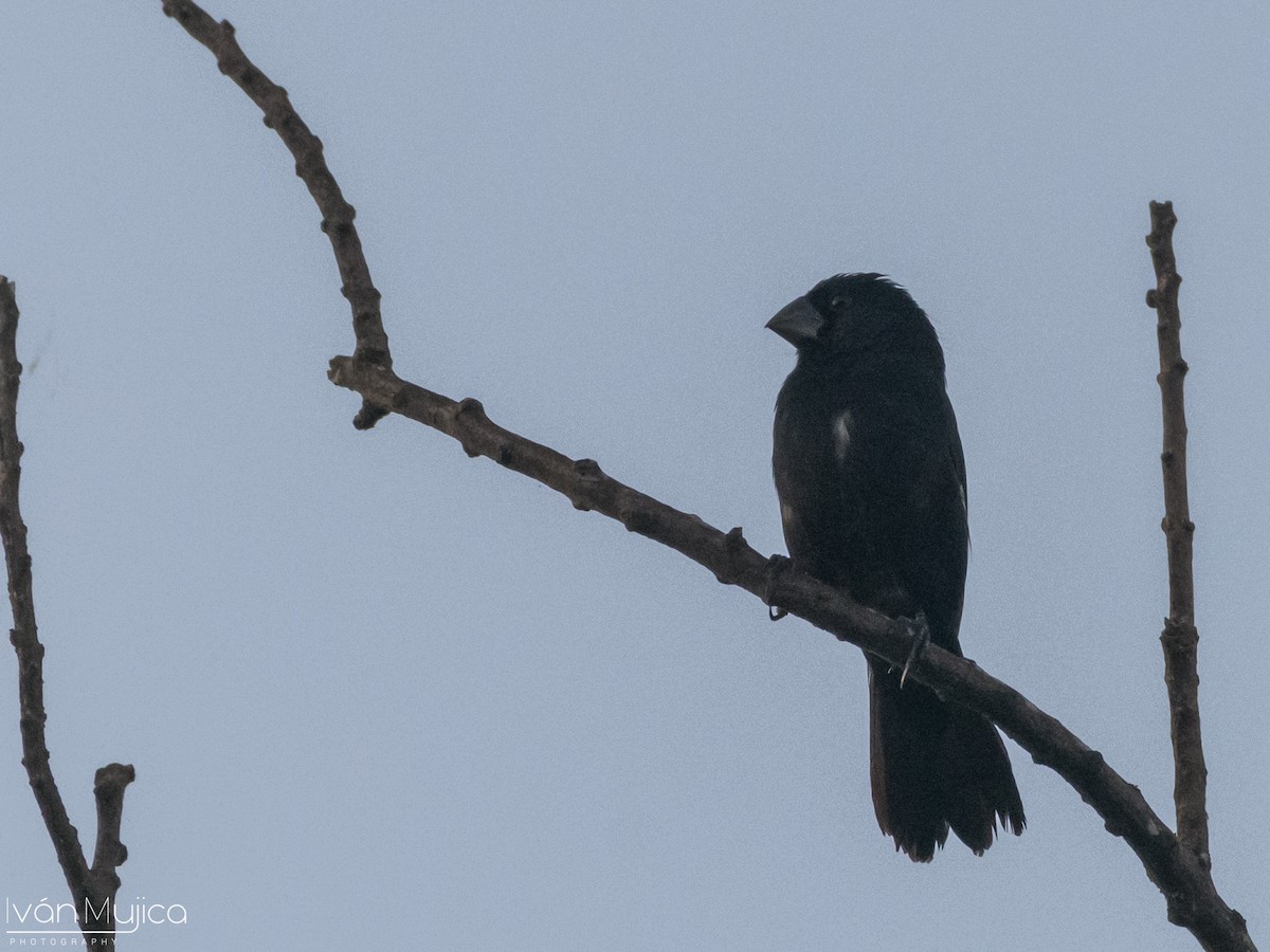 Large-billed Seed-Finch - ML622614254