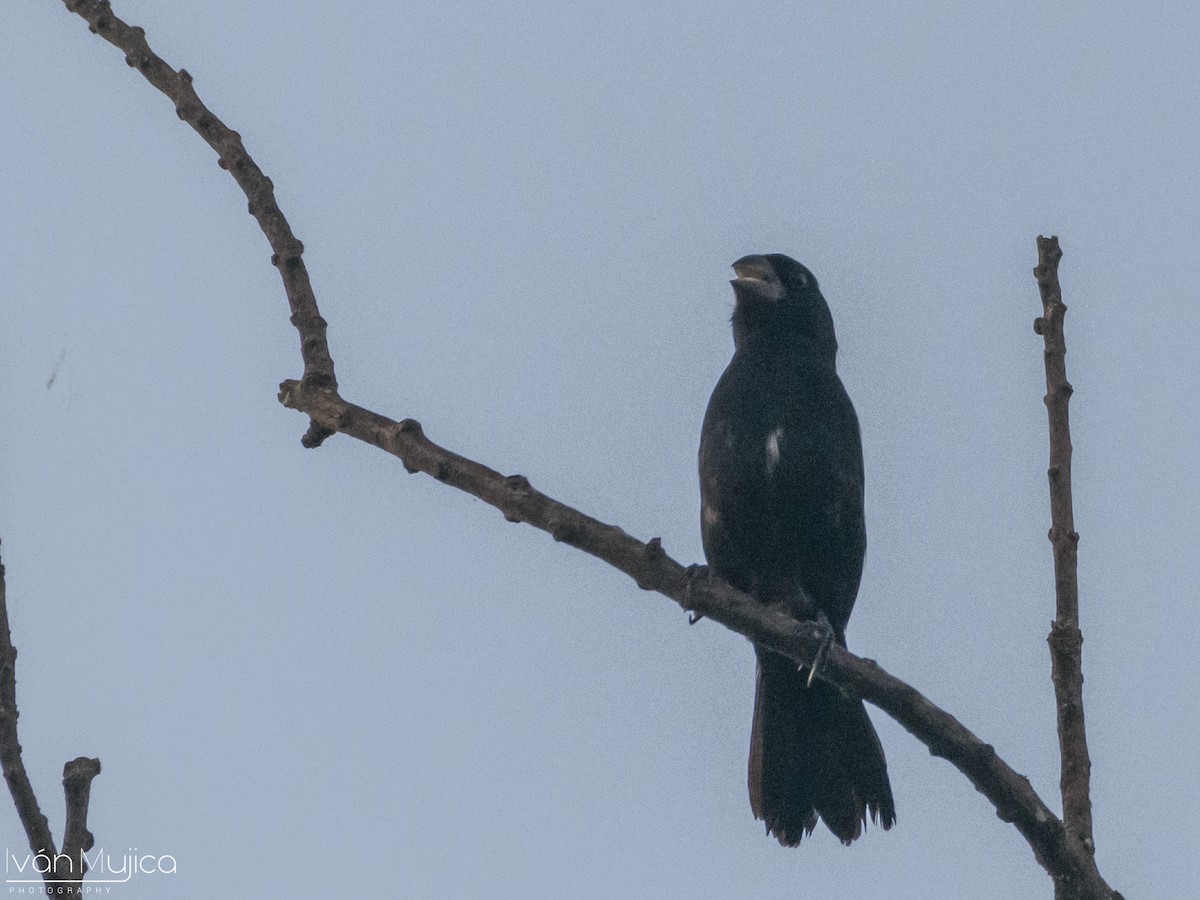 Large-billed Seed-Finch - ML622614255