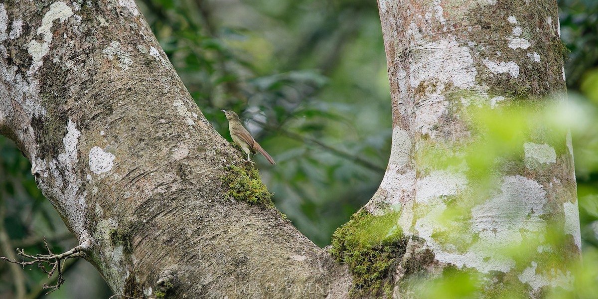 Little Greenbul - ML622614334