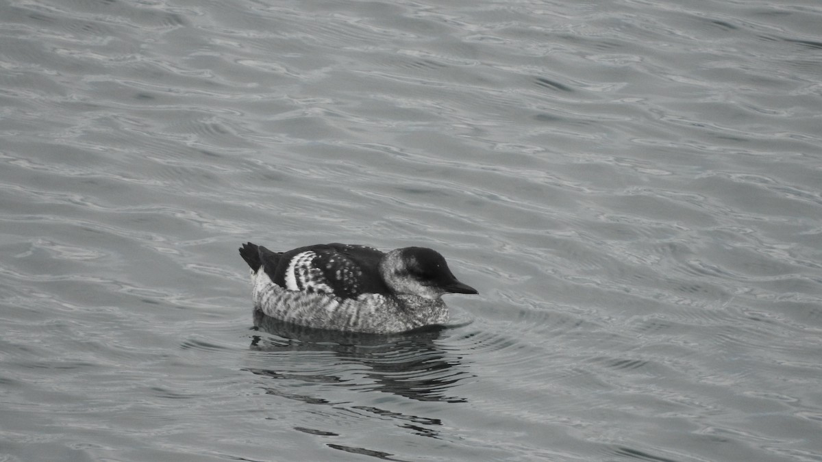 Black Guillemot - ML622614336