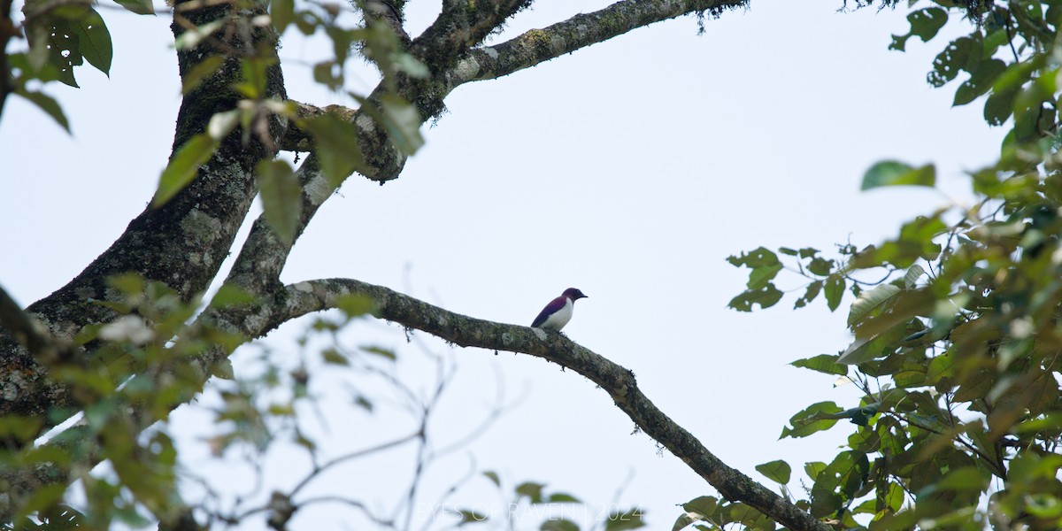 Violet-backed Starling - ML622614360