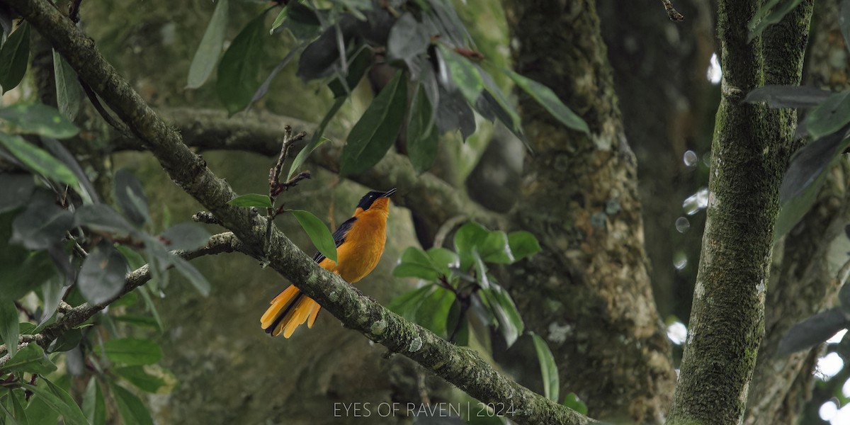 Snowy-crowned Robin-Chat - ML622614380