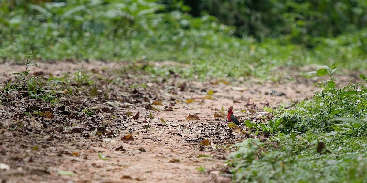 Red-headed Bluebill - Raven X