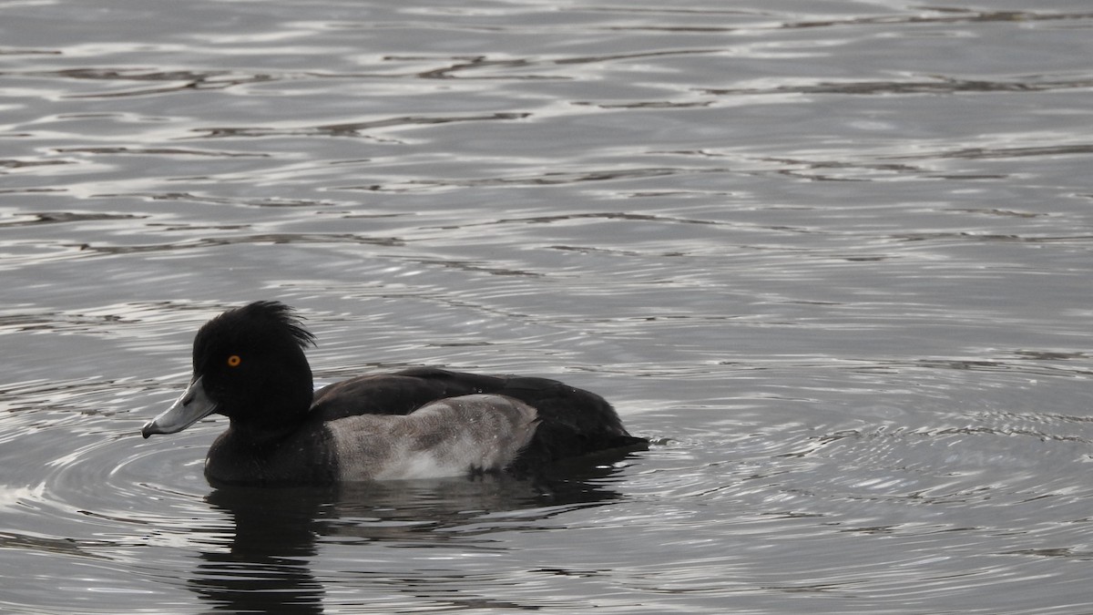 Tufted Duck - ML622614399