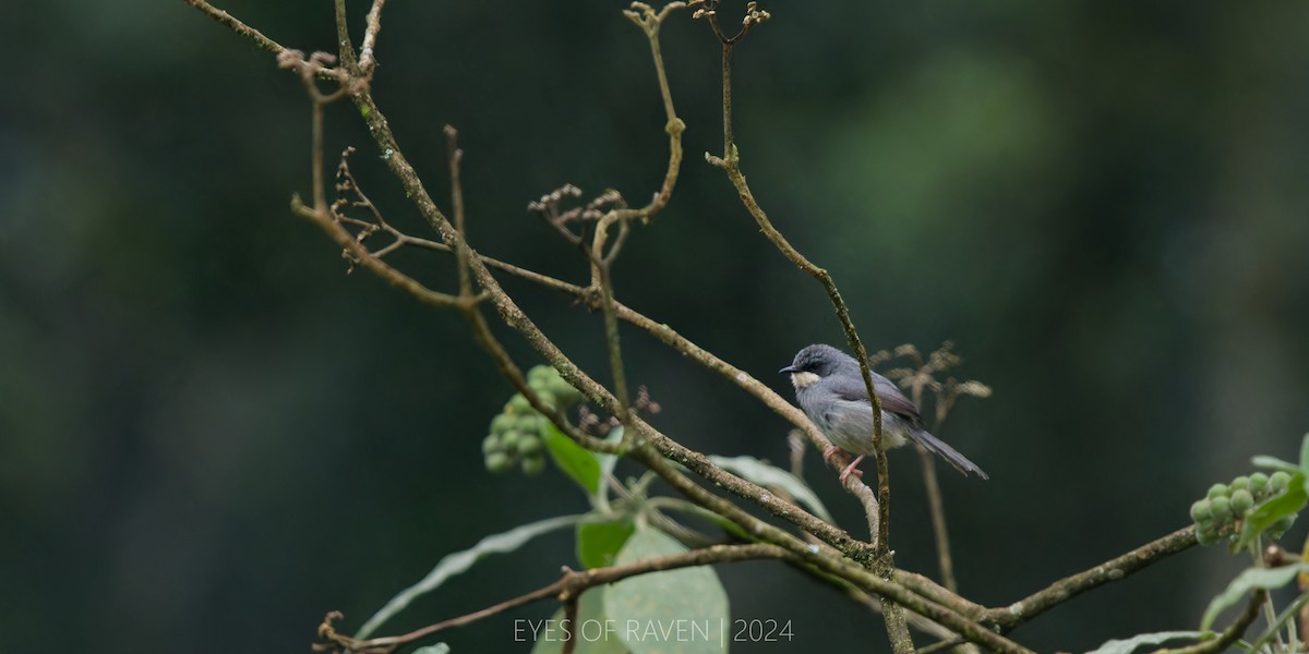 White-chinned Prinia - ML622614423