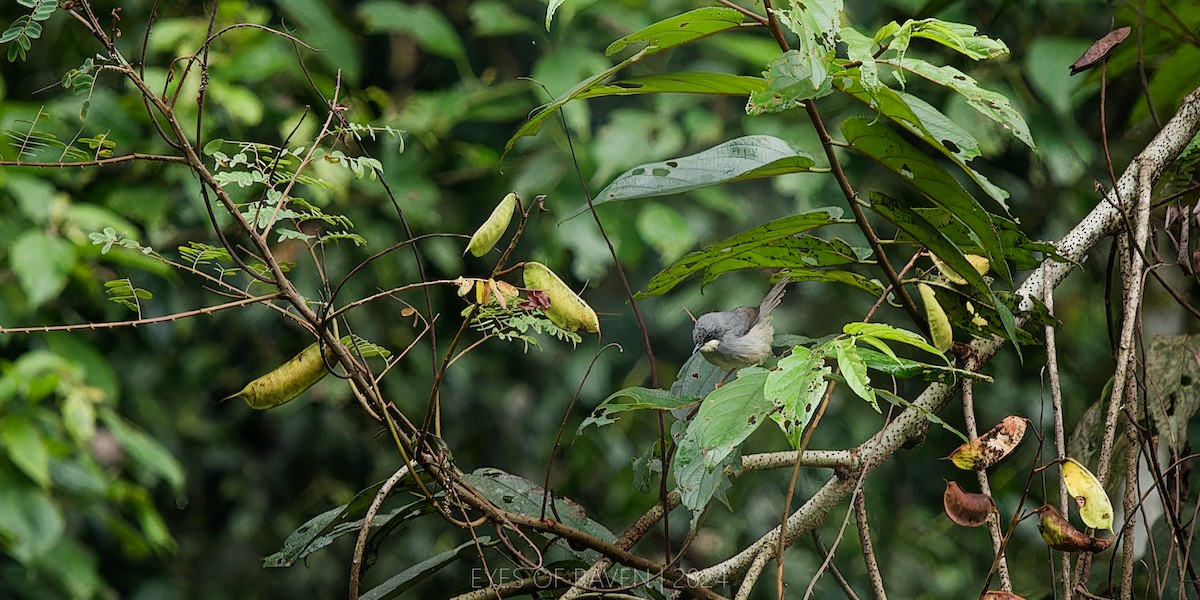 White-chinned Prinia - ML622614442