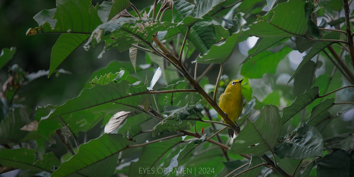 Northern Yellow White-eye - Raven X