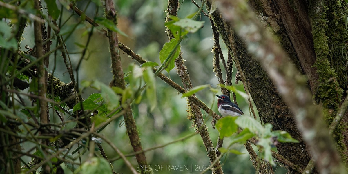 Brown-throated Wattle-eye - ML622614504