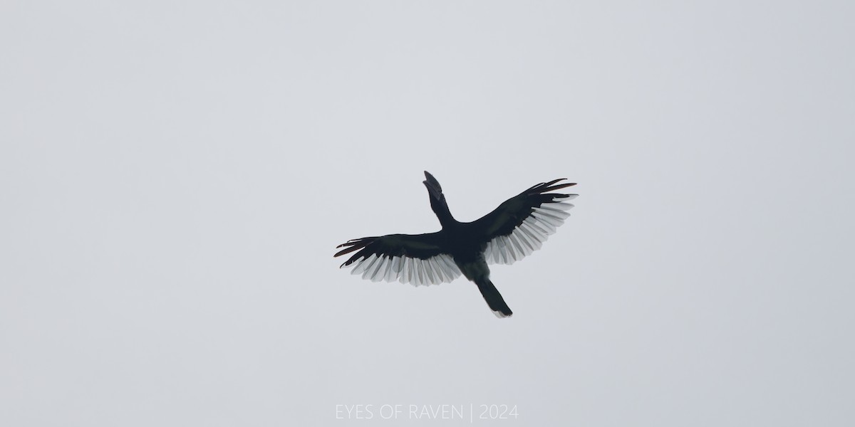 Black-and-white-casqued Hornbill - ML622614535