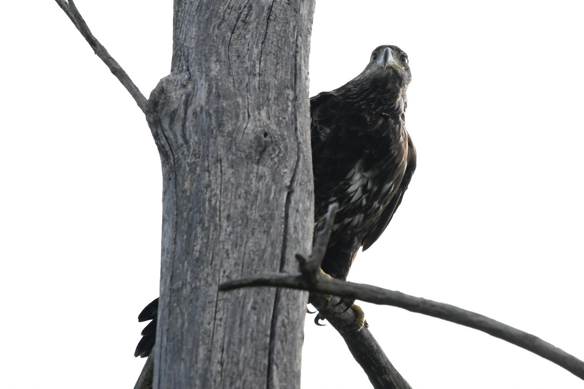 Bald Eagle - ML622614566