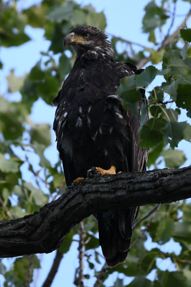 Bald Eagle - ML622614567