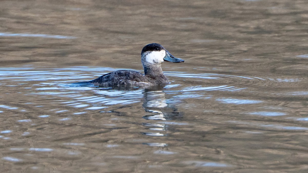 Ruddy Duck - ML622614655