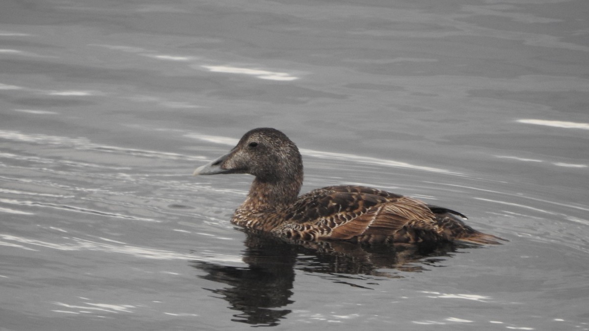 Common Eider - ML622614695