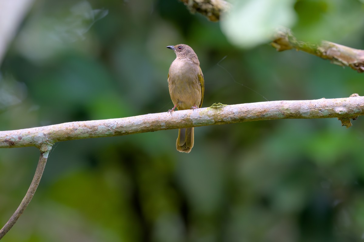 Olive-winged Bulbul - ML622614697