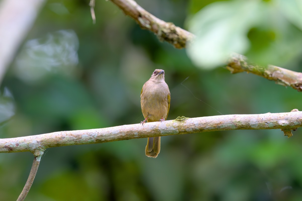 Olive-winged Bulbul - ML622614699