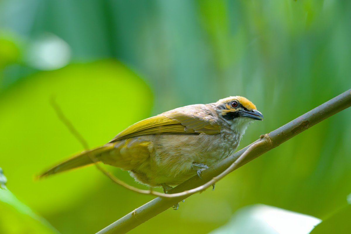 Straw-headed Bulbul - ML622614706