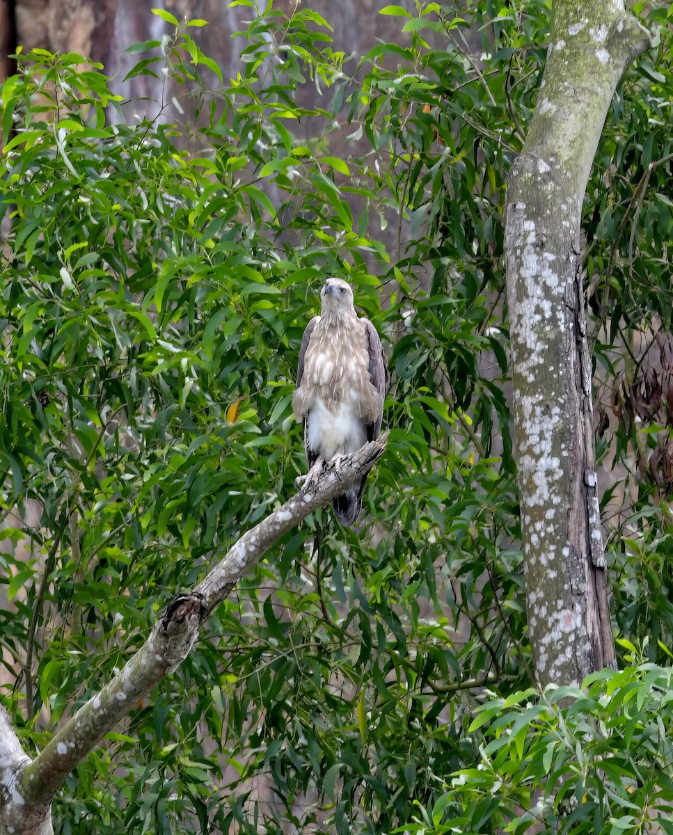 Gray-headed Fish-Eagle - ML622614714