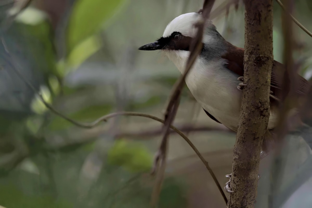 White-crested Laughingthrush - ML622614722