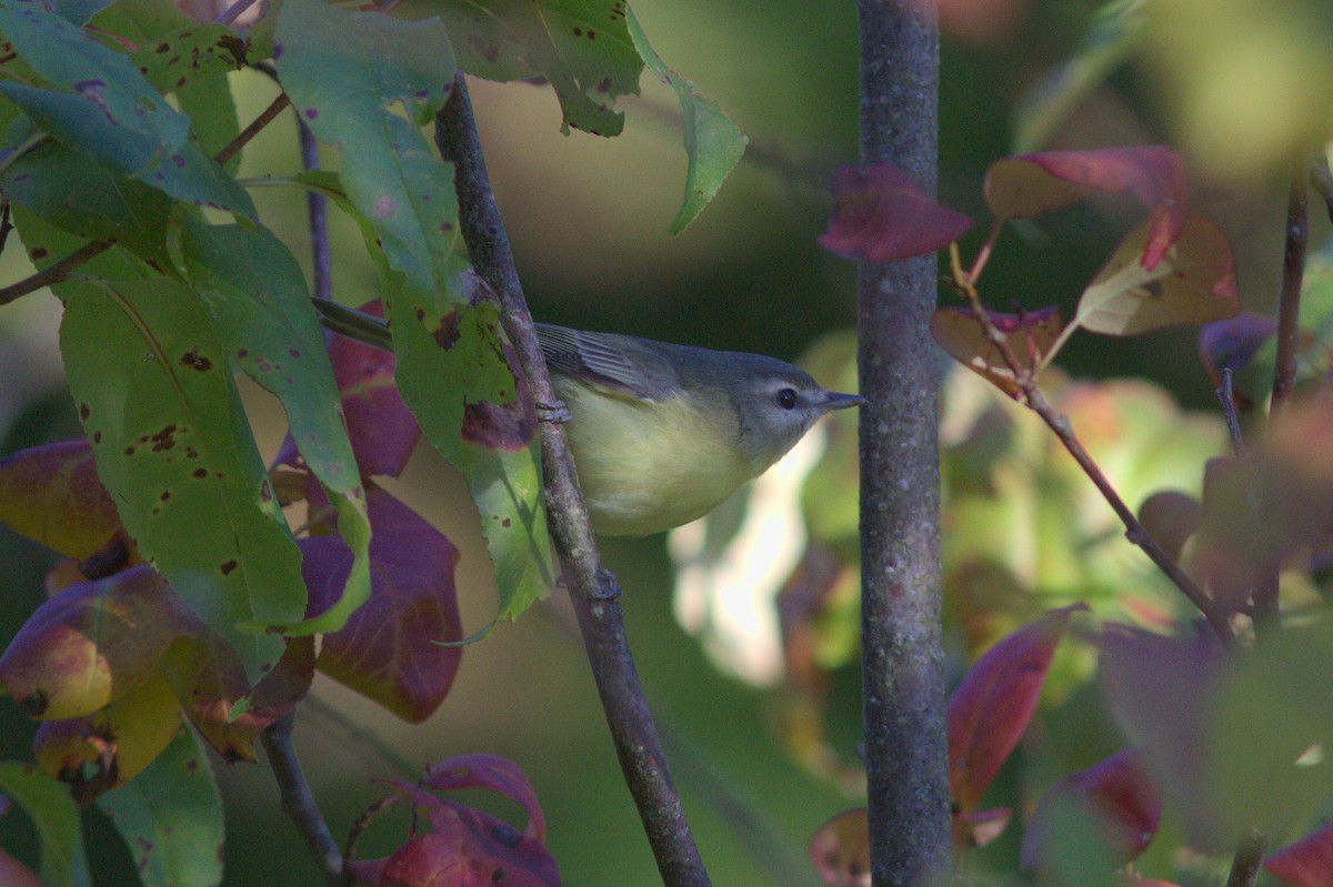 Philadelphia Vireo - ML622614730