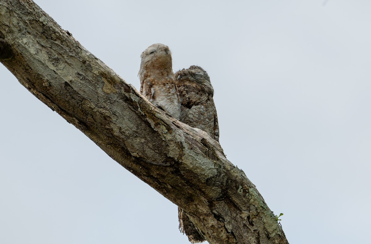 Great Potoo - ML622614764