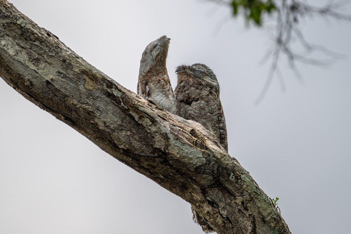 Great Potoo - Herb Elliott