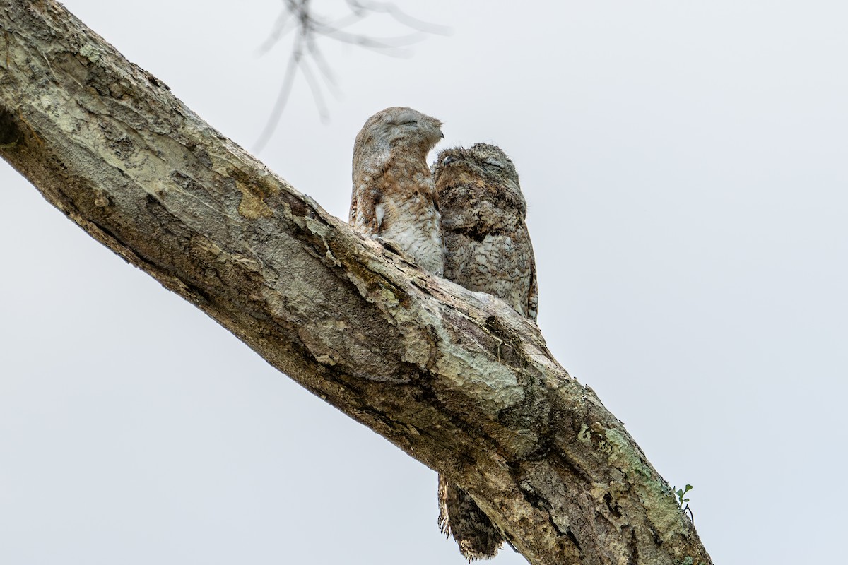 Great Potoo - Herb Elliott