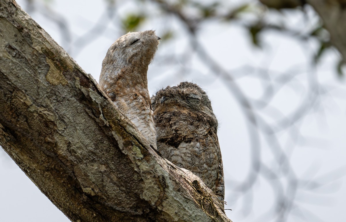 Great Potoo - ML622614769