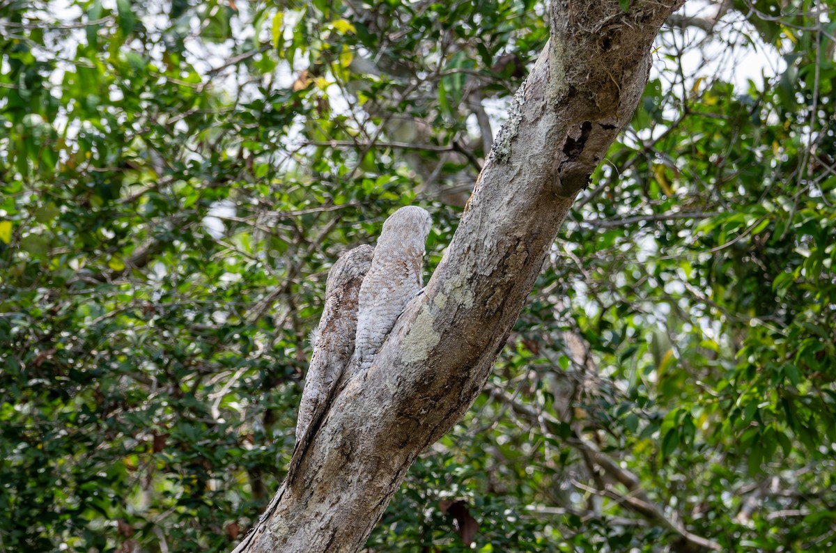 Great Potoo - Herb Elliott