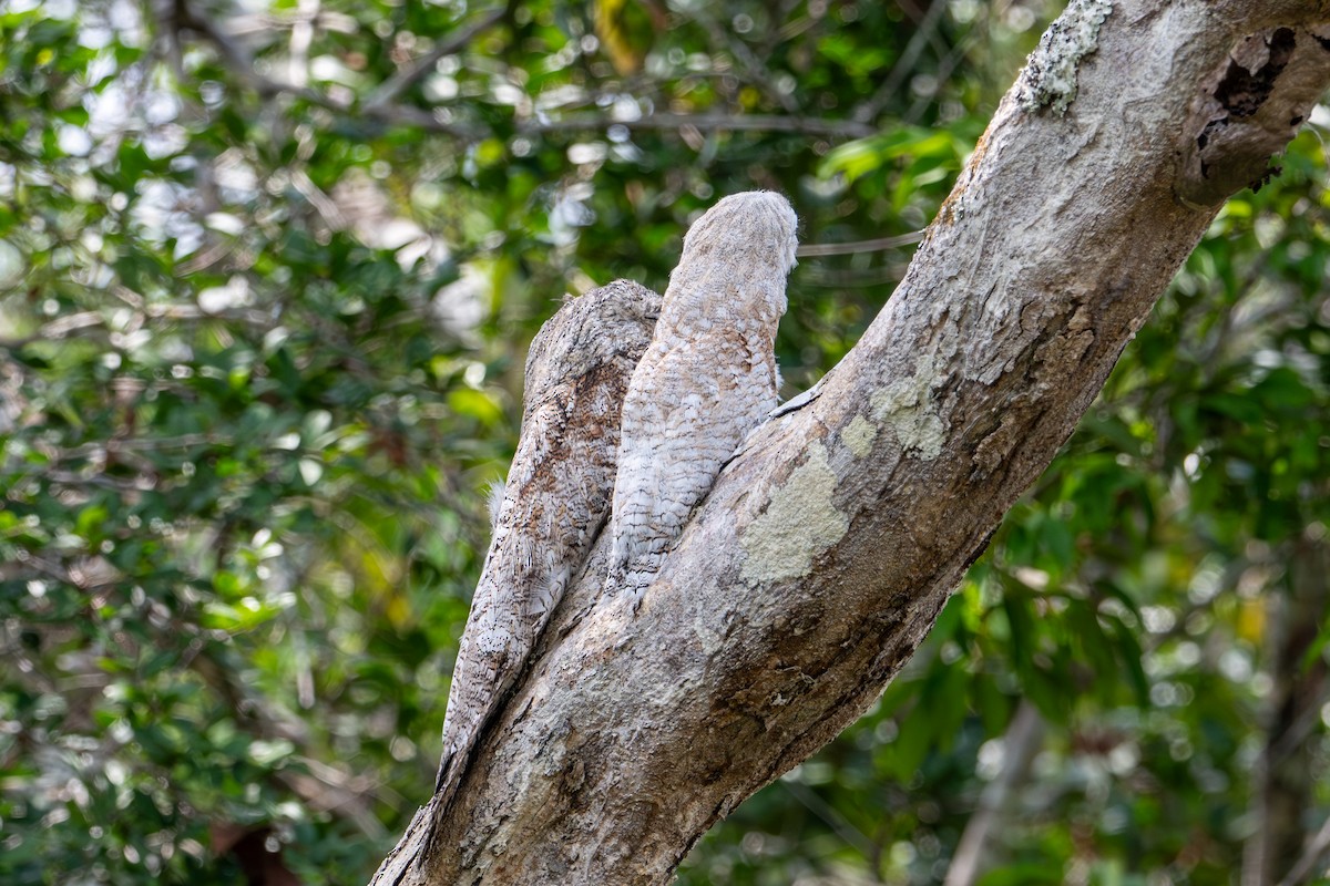 Great Potoo - ML622614773