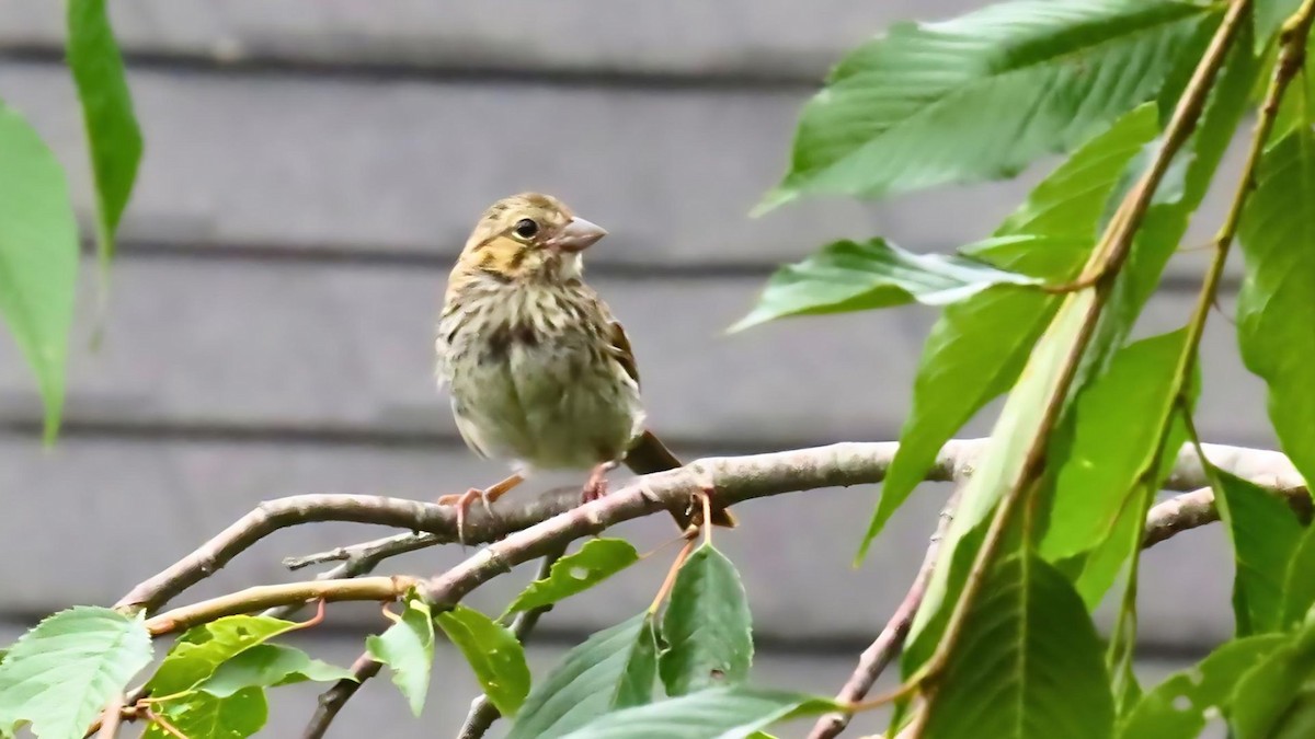 Song Sparrow - ML622614780