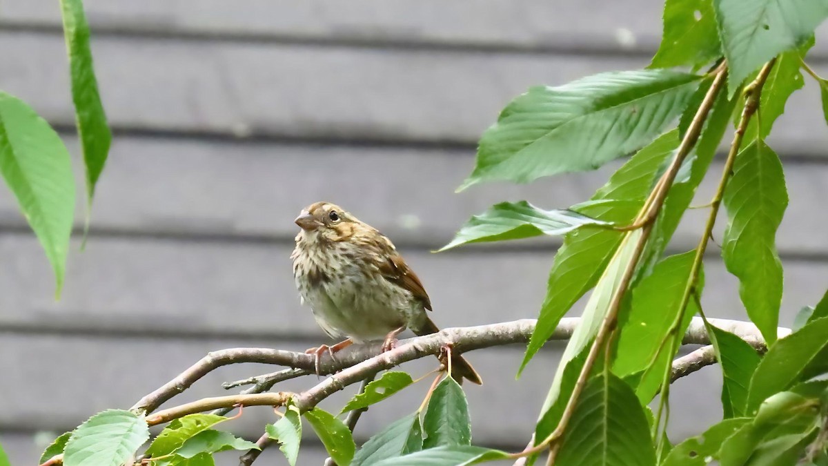 Song Sparrow - ML622614785