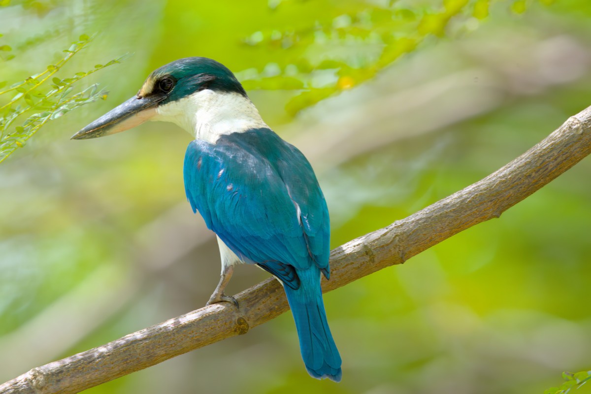 Collared Kingfisher - ML622614798
