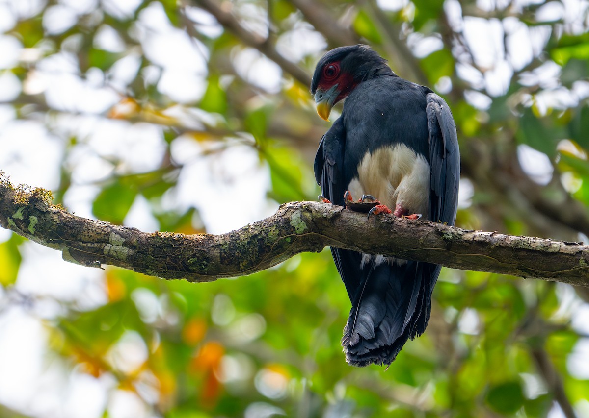 Red-throated Caracara - ML622614837