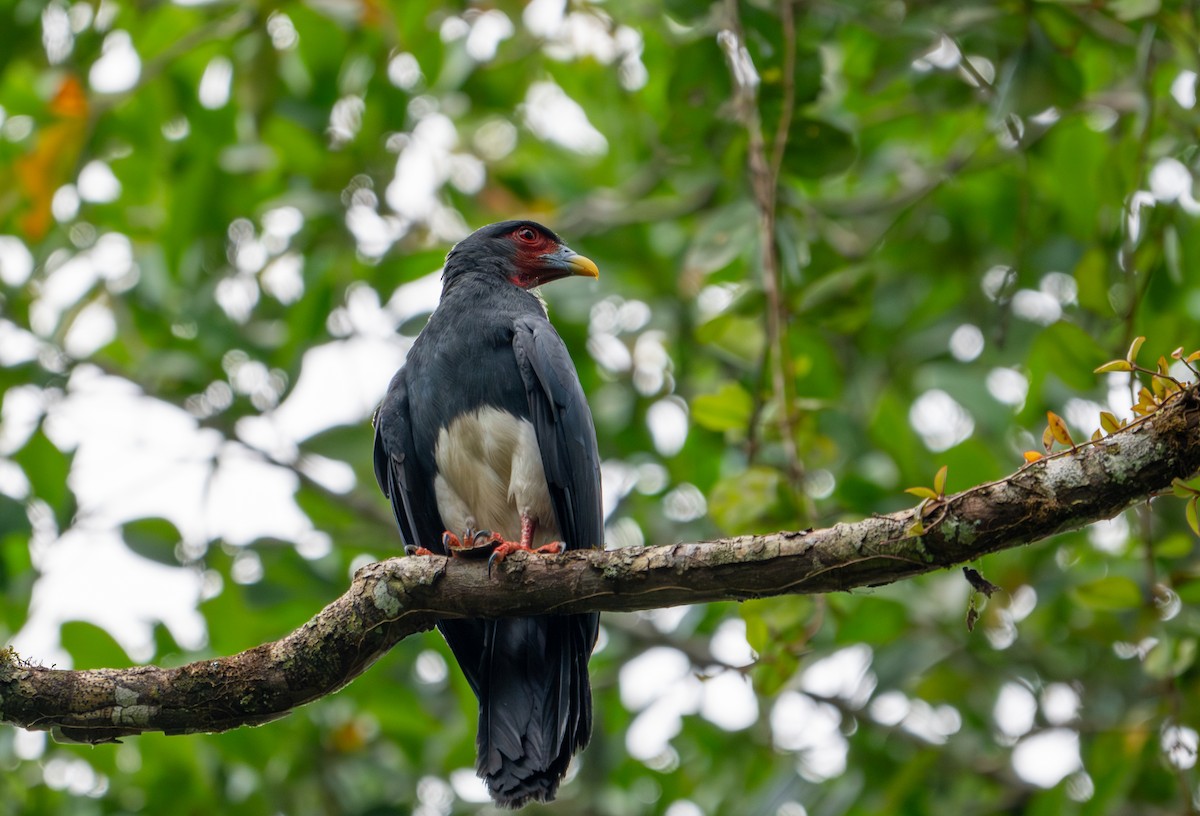 Red-throated Caracara - ML622614838