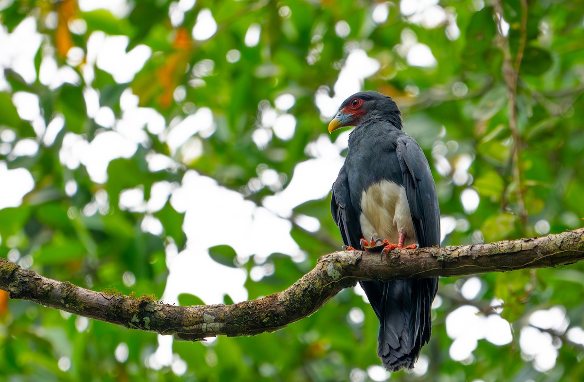 Red-throated Caracara - ML622614839