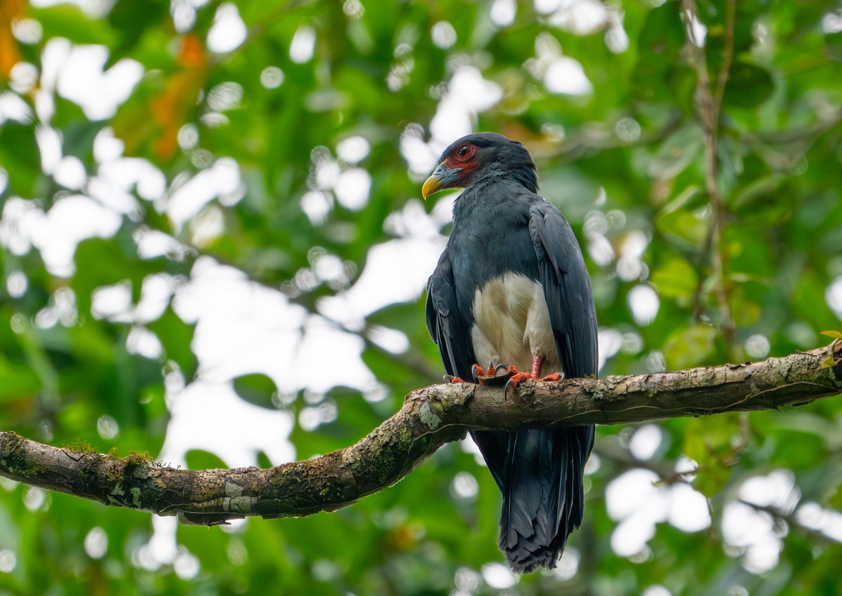 Red-throated Caracara - ML622614840