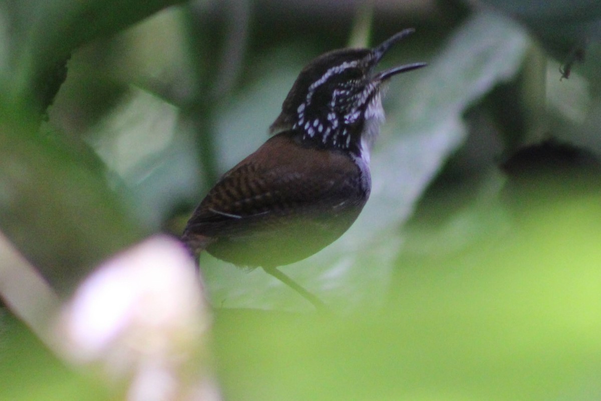 White-breasted Wood-Wren (Cherrie's) - ML622614862