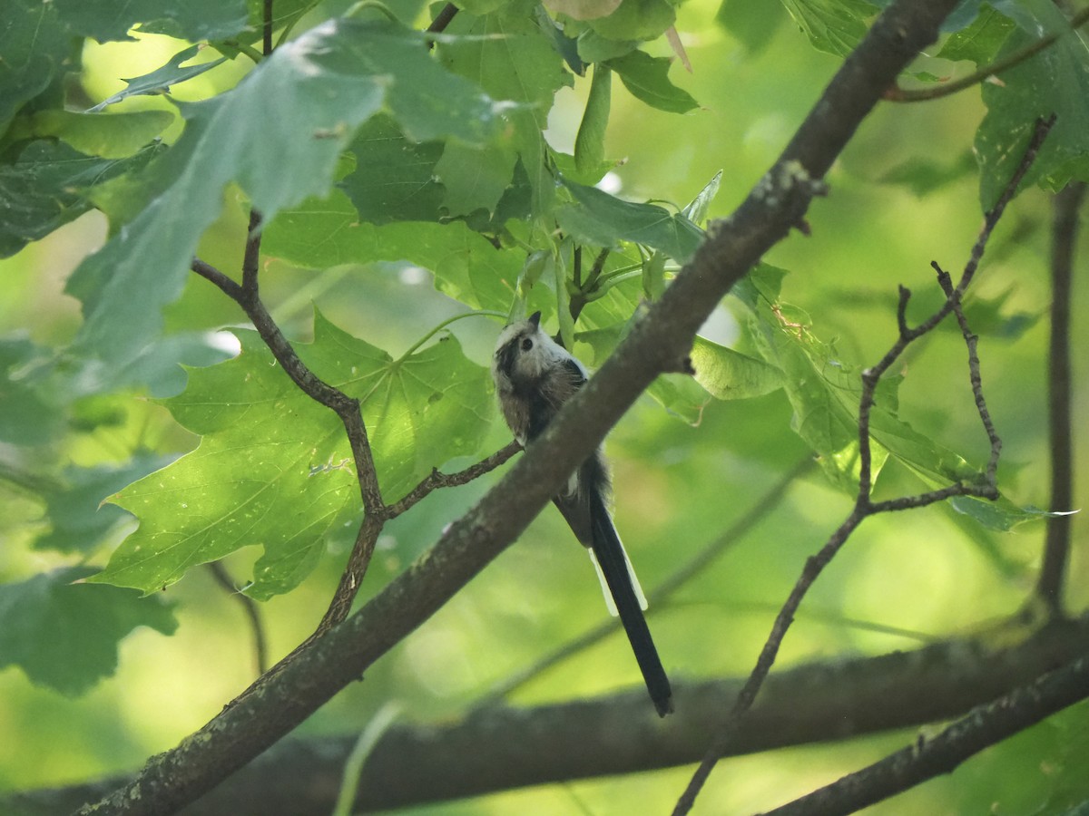 Long-tailed Tit (europaeus Group) - Ingrid Messbauer