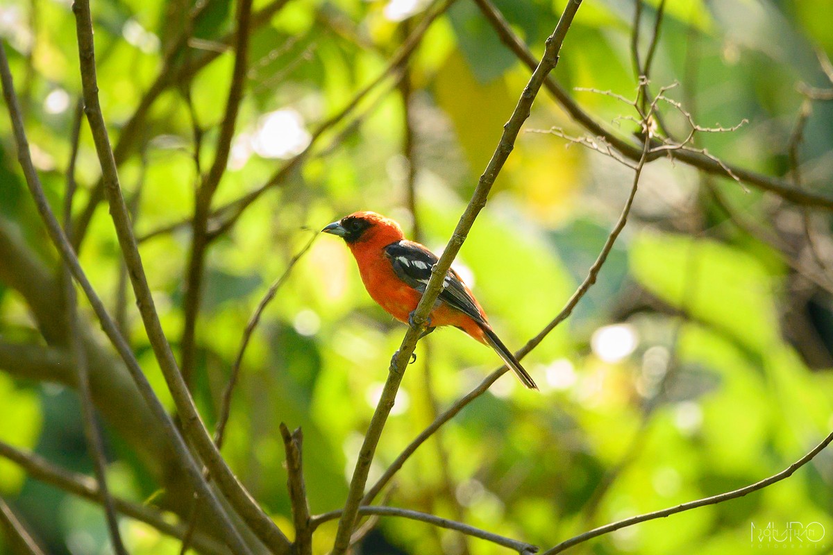 White-winged Tanager - Jonathan Muró