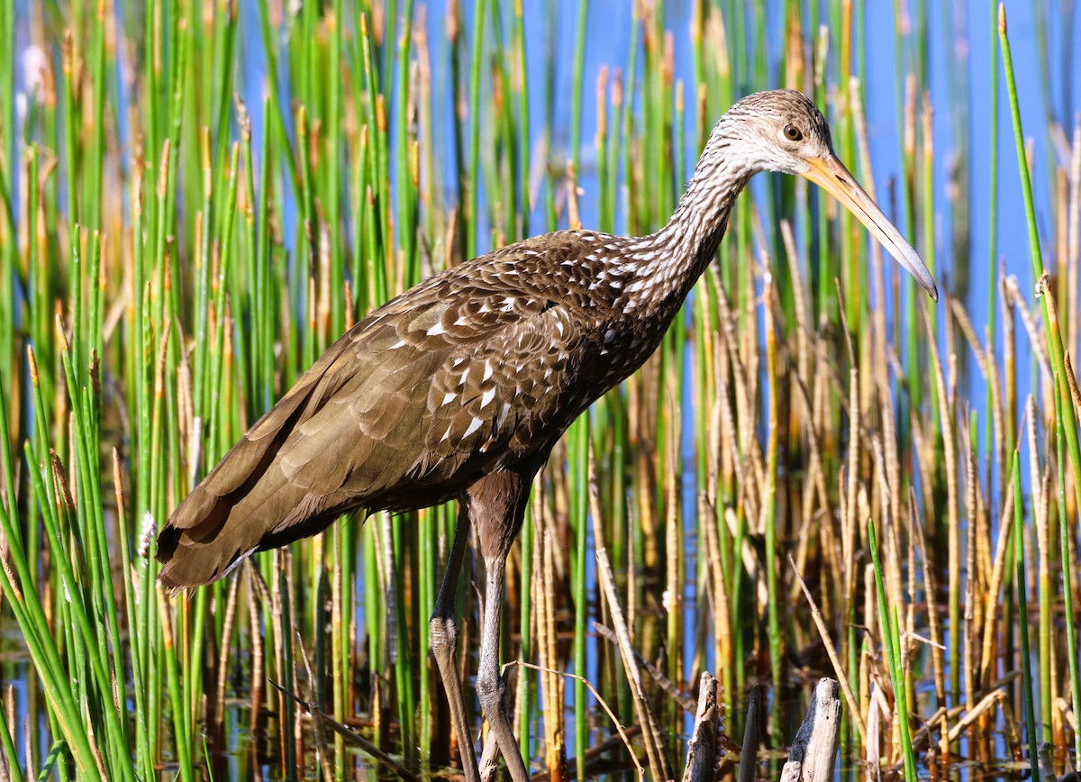 Limpkin - Anne Ruben