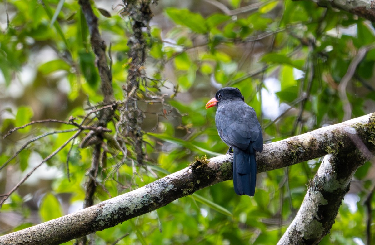 Black-fronted Nunbird - ML622614923