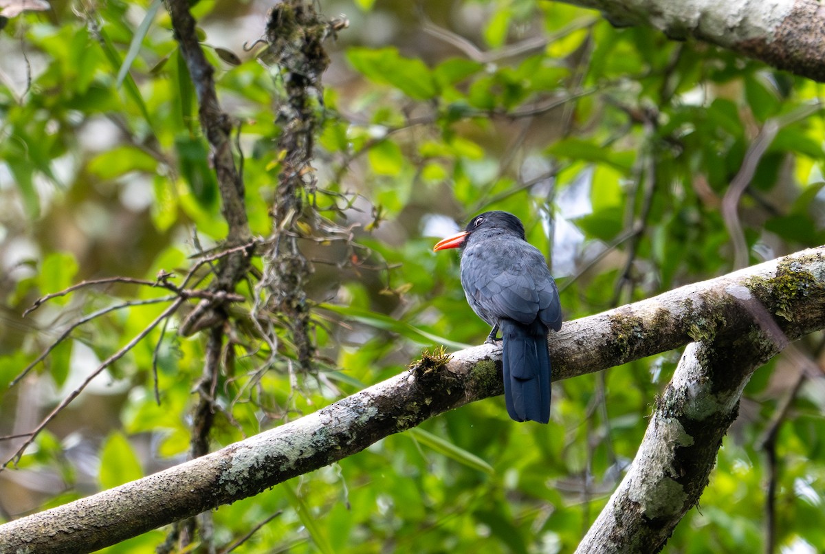 Black-fronted Nunbird - ML622614924