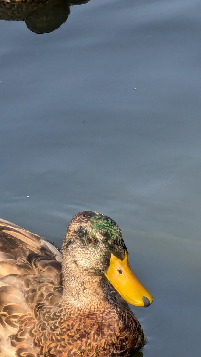 Mallard - Anonymous