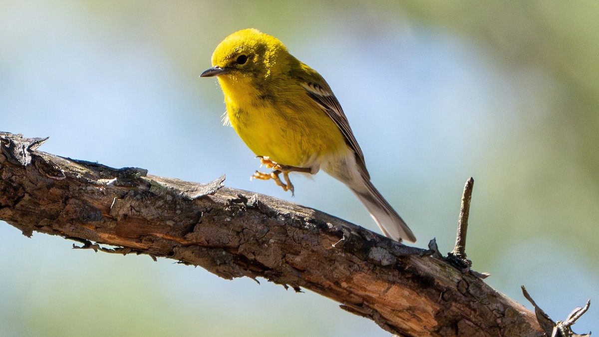 Pine Warbler - Matthew Herron